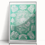 Modern Wall Art: Teleostei - Artistic Marine Biology Print