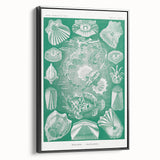 Modern Wall Art: Teleostei - Artistic Marine Biology Print