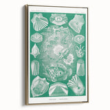 Modern Wall Art: Teleostei - Artistic Marine Biology Print
