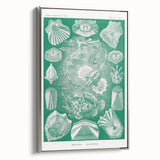 Modern Wall Art: Teleostei - Artistic Marine Biology Print