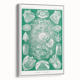 Modern Wall Art: Teleostei - Artistic Marine Biology Print