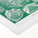 Modern Wall Art: Teleostei - Artistic Marine Biology Print