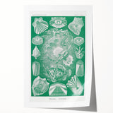 Modern Wall Art: Teleostei - Artistic Marine Biology Print