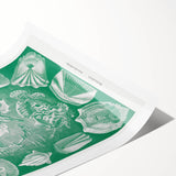 Modern Wall Art: Teleostei - Artistic Marine Biology Print