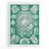Modern Wall Art: Teleostei - Artistic Marine Biology Print