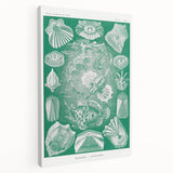 Modern Wall Art: Teleostei - Artistic Marine Biology Print