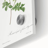 Neoclassical Silver-Flowered Hispid Rose Classical Art Print