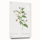 Neoclassical Silver-Flowered Hispid Rose Classical Art Print
