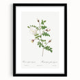Neoclassical Silver-Flowered Hispid Rose Classical Art Print