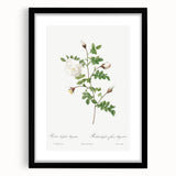 Neoclassical Silver-Flowered Hispid Rose Classical Art Print