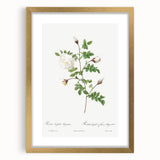 Neoclassical Silver-Flowered Hispid Rose Classical Art Print