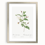Neoclassical Silver-Flowered Hispid Rose Classical Art Print