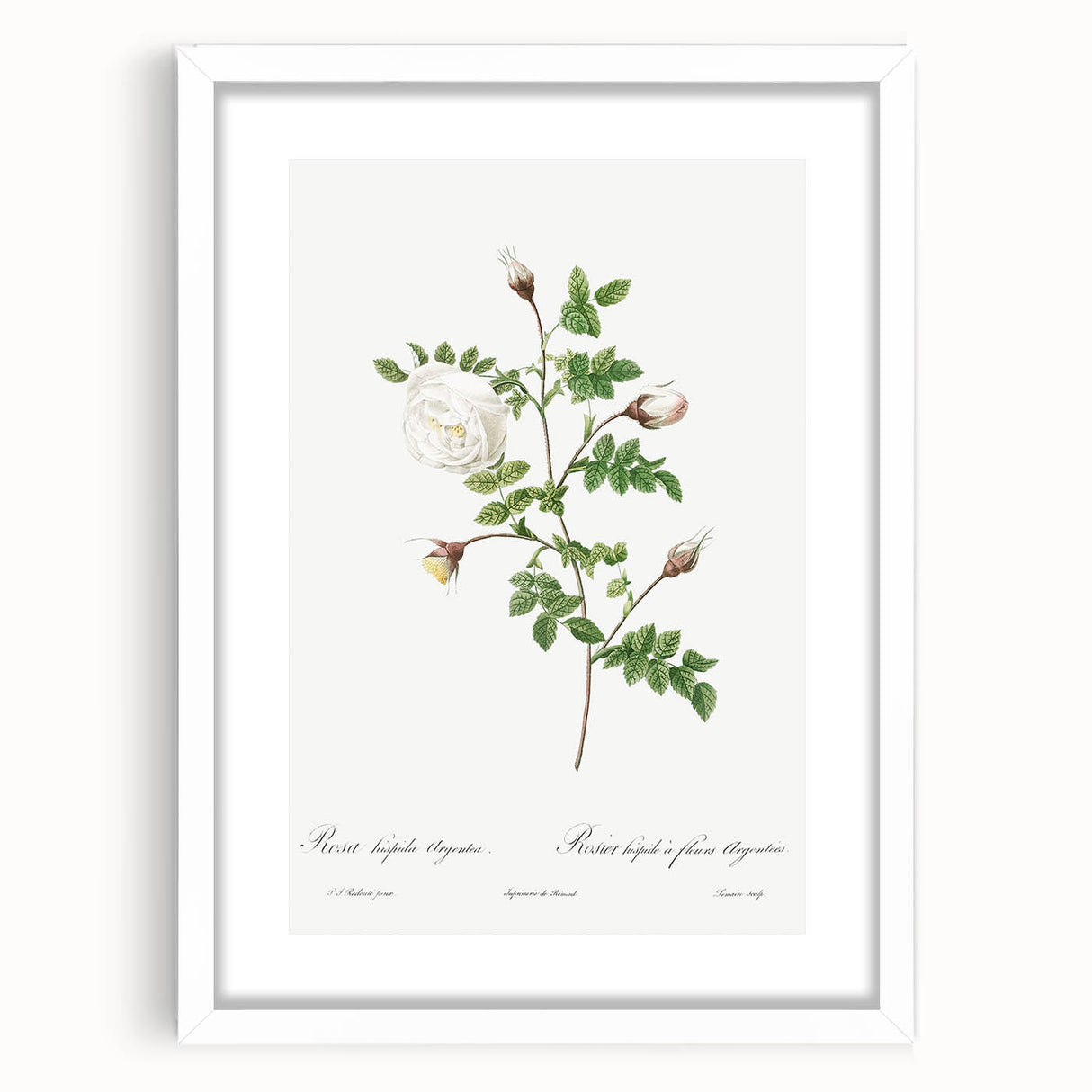 Neoclassical Silver-Flowered Hispid Rose Classical Art Print