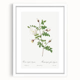 Neoclassical Silver-Flowered Hispid Rose Classical Art Print