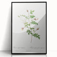 Neoclassical Silver-Flowered Hispid Rose Classical Art Print