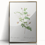 Neoclassical Silver-Flowered Hispid Rose Classical Art Print