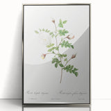 Neoclassical Silver-Flowered Hispid Rose Classical Art Print