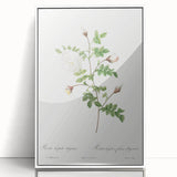 Neoclassical Silver-Flowered Hispid Rose Classical Art Print
