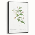 Neoclassical Silver-Flowered Hispid Rose Classical Art Print