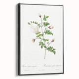 Neoclassical Silver-Flowered Hispid Rose Classical Art Print