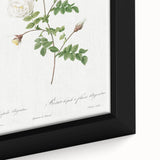 Neoclassical Silver-Flowered Hispid Rose Classical Art Print