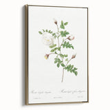 Neoclassical Silver-Flowered Hispid Rose Classical Art Print