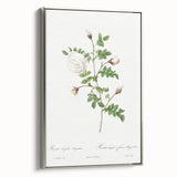 Neoclassical Silver-Flowered Hispid Rose Classical Art Print