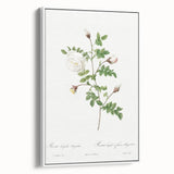 Neoclassical Silver-Flowered Hispid Rose Classical Art Print