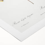 Neoclassical Silver-Flowered Hispid Rose Classical Art Print