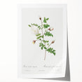 Neoclassical Silver-Flowered Hispid Rose Classical Art Print