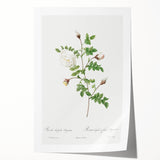 Neoclassical Silver-Flowered Hispid Rose Classical Art Print