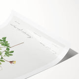 Neoclassical Silver-Flowered Hispid Rose Classical Art Print