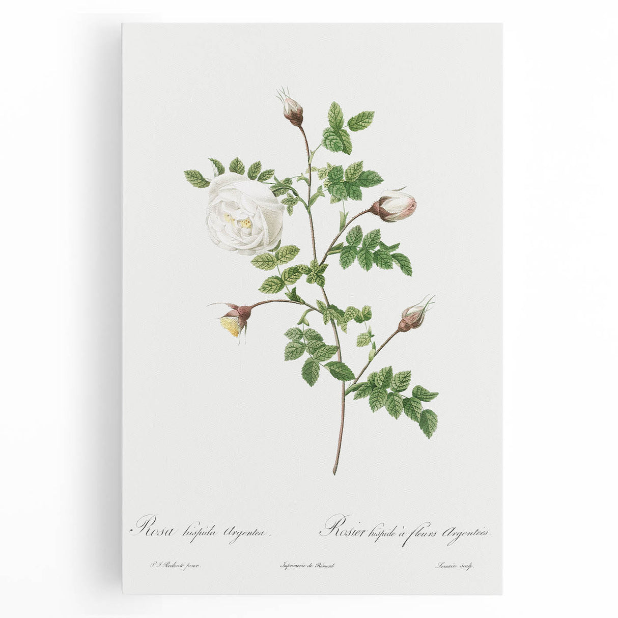 Neoclassical Silver-Flowered Hispid Rose Classical Art Print