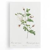 Neoclassical Silver-Flowered Hispid Rose Classical Art Print