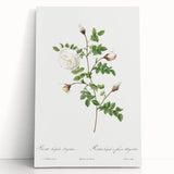 Neoclassical Silver-Flowered Hispid Rose Classical Art Print