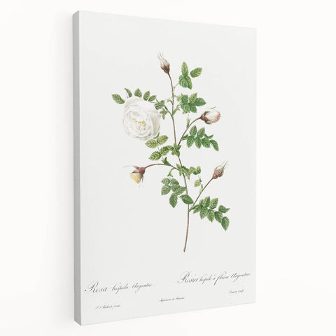 Neoclassical Silver-Flowered Hispid Rose Classical Art Print