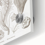 Modern Wall Art: Ernst Haeckel’s Intricate Crinoidea Illustration