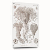 Modern Wall Art: Ernst Haeckel’s Intricate Crinoidea Illustration