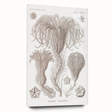 Modern Wall Art: Ernst Haeckel’s Intricate Crinoidea Illustration