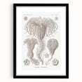 Modern Wall Art: Ernst Haeckel’s Intricate Crinoidea Illustration