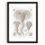 Modern Wall Art: Ernst Haeckel’s Intricate Crinoidea Illustration