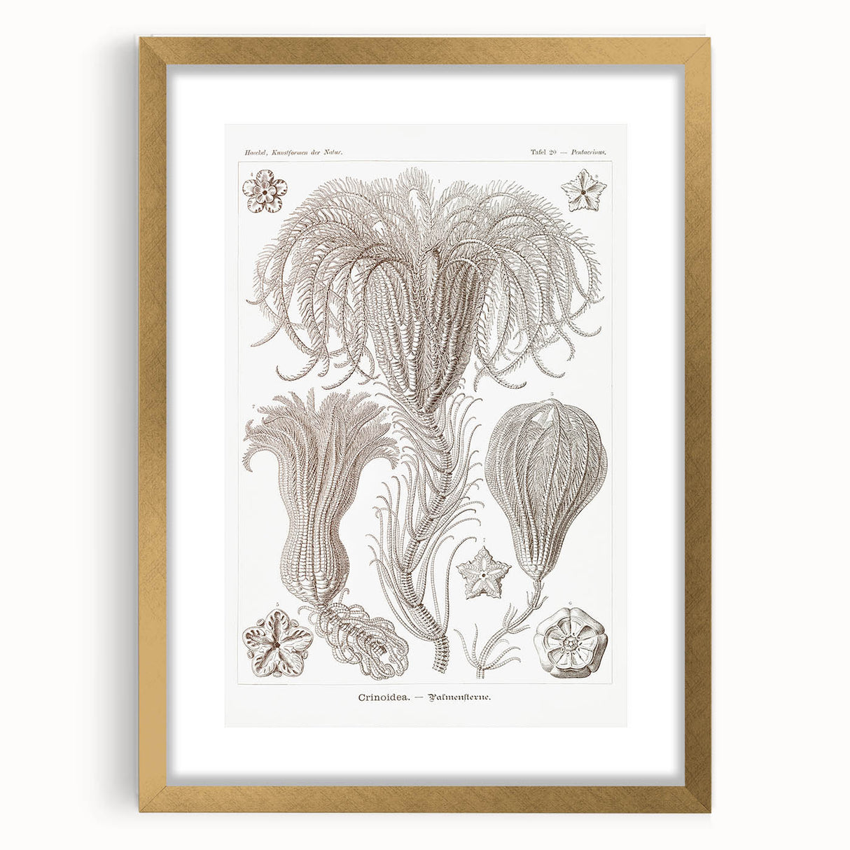 Modern Wall Art: Ernst Haeckel’s Intricate Crinoidea Illustration