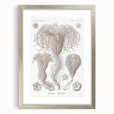 Modern Wall Art: Ernst Haeckel’s Intricate Crinoidea Illustration