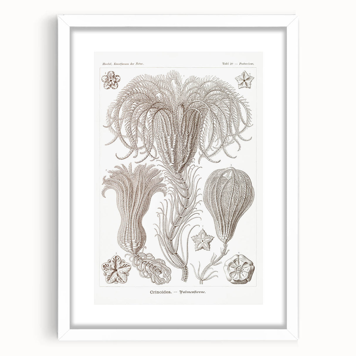 Modern Wall Art: Ernst Haeckel’s Intricate Crinoidea Illustration