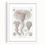 Modern Wall Art: Ernst Haeckel’s Intricate Crinoidea Illustration