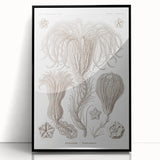 Modern Wall Art: Ernst Haeckel’s Intricate Crinoidea Illustration