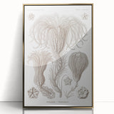 Modern Wall Art: Ernst Haeckel’s Intricate Crinoidea Illustration