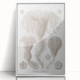 Modern Wall Art: Ernst Haeckel’s Intricate Crinoidea Illustration