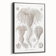 Modern Wall Art: Ernst Haeckel’s Intricate Crinoidea Illustration
