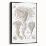 Modern Wall Art: Ernst Haeckel’s Intricate Crinoidea Illustration